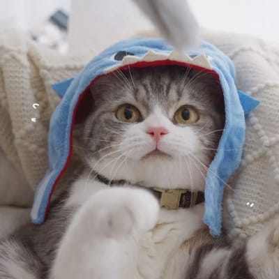 Taufik Hidayat avatar